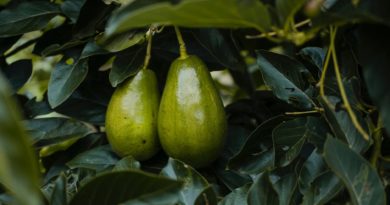 proprietà anti age dell'avocado