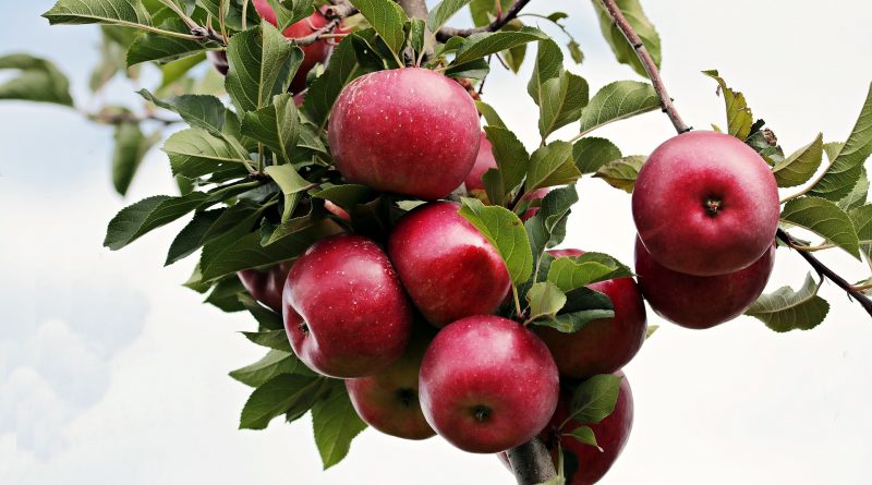 Azione antinfiammatoria delle mele