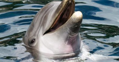 dolphin skin
