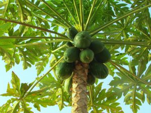 benefici della frutta esotica