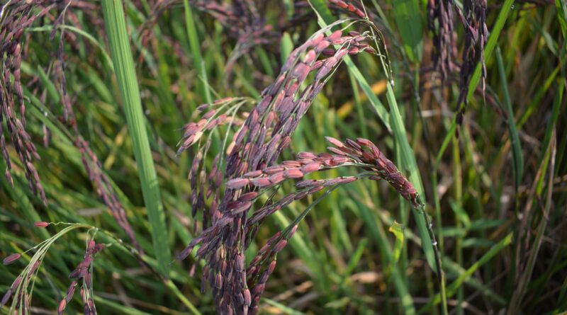 caratteristiche del riso viola