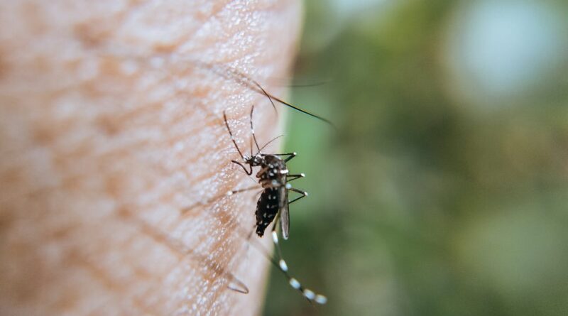 dengue in italia