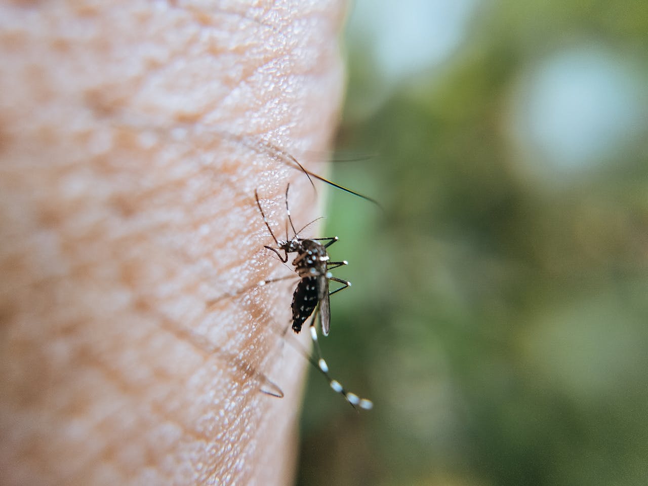 dengue in italia
